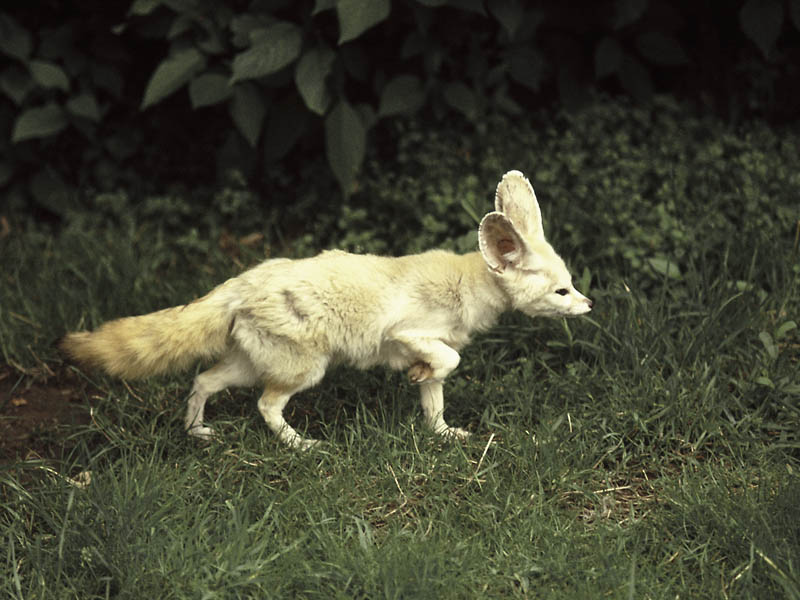 Fennec, Chester 1973
