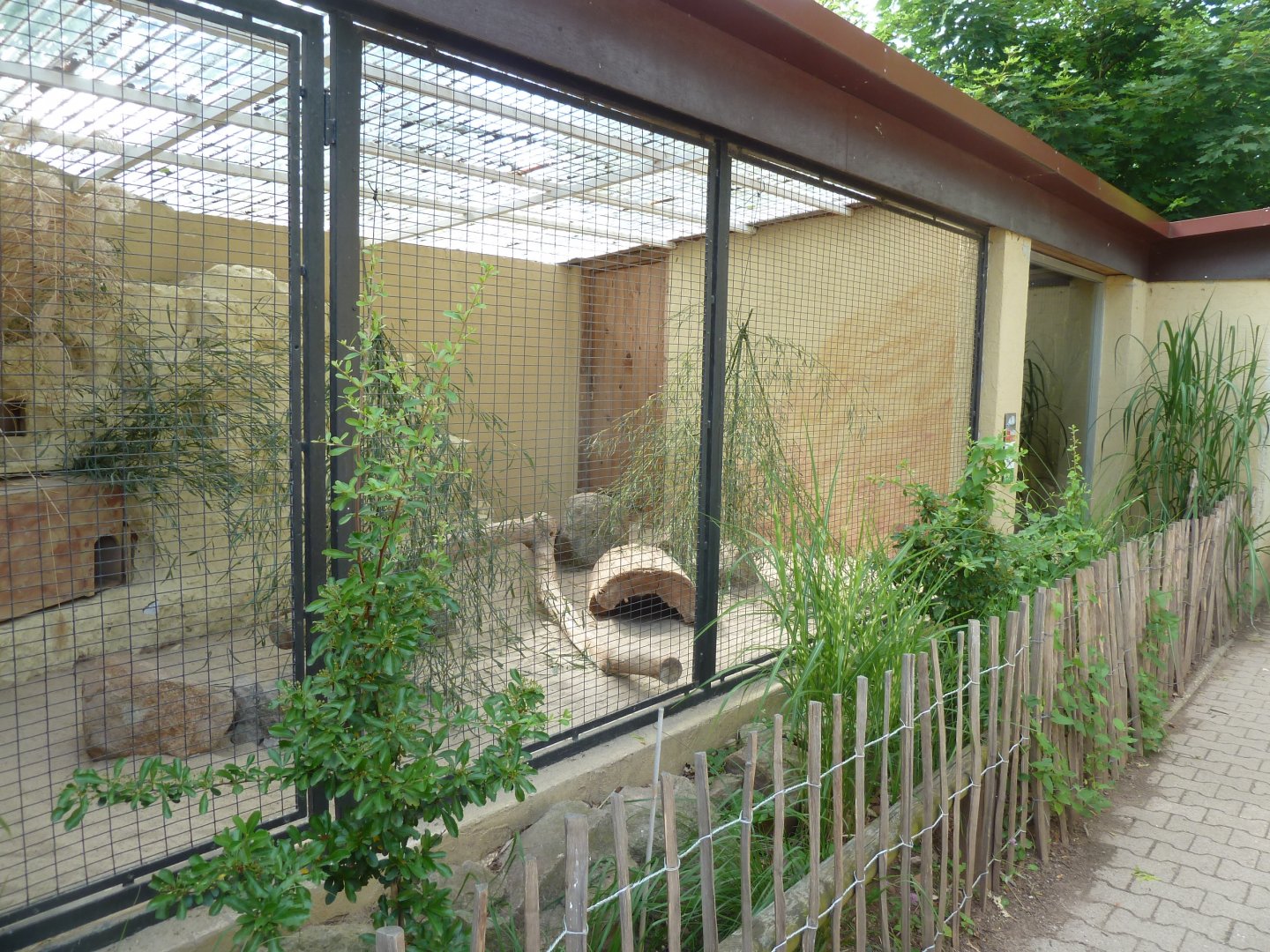 Fennec enclosure