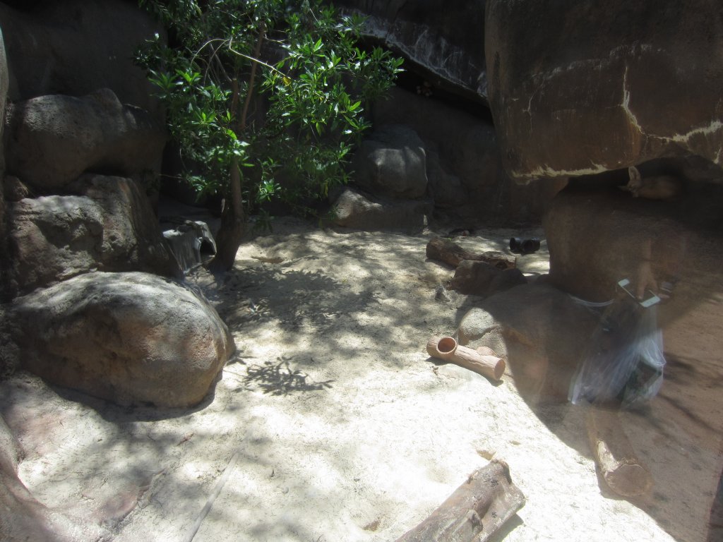 Fennec exhibit (Fennec on right)