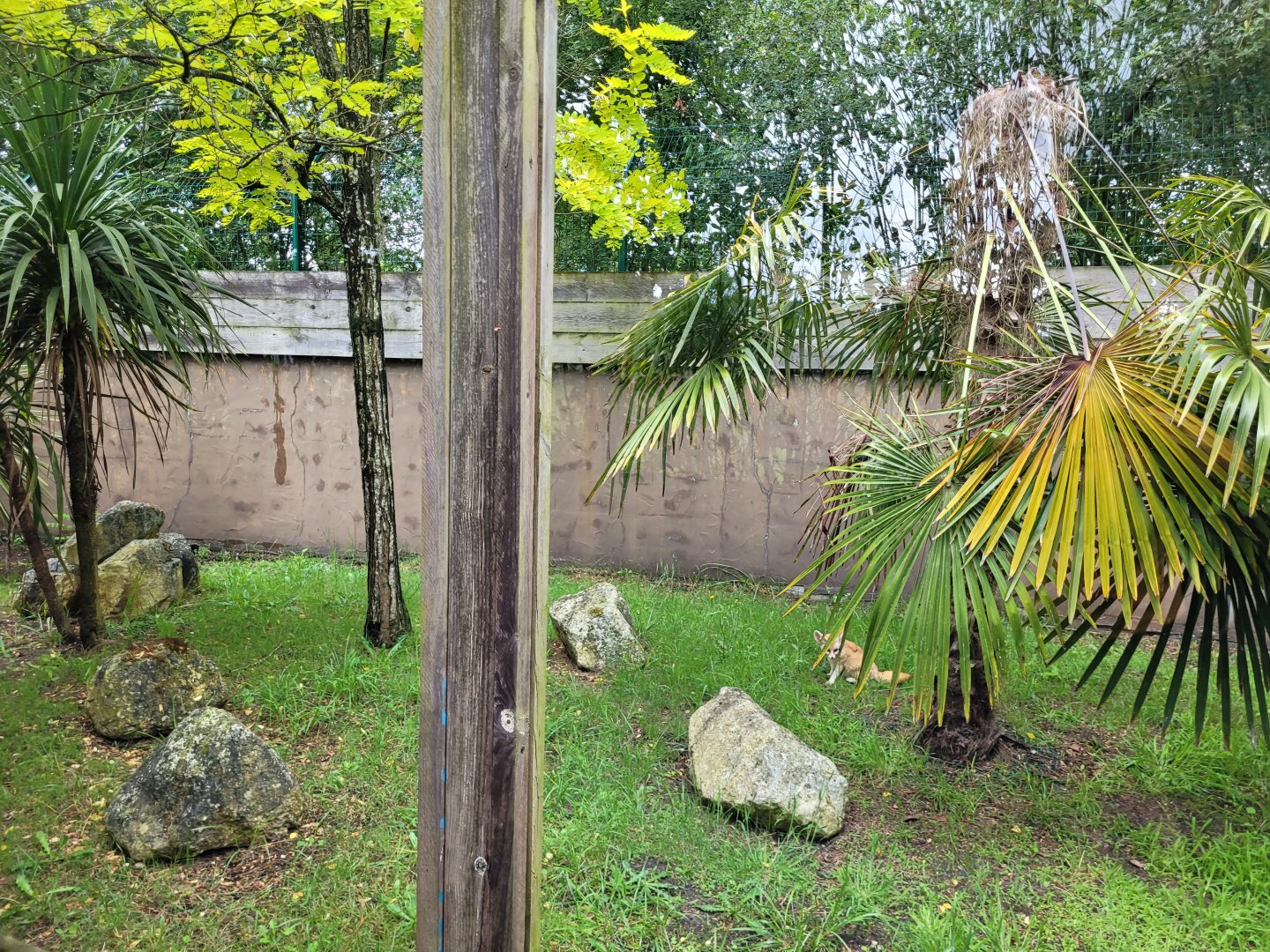 Fennec exhibit -Zoo du bassin d'Arcachon (2024)