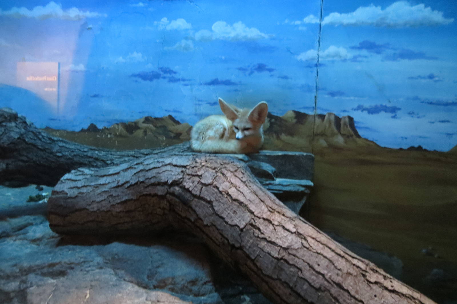 Fennec Fox 031215