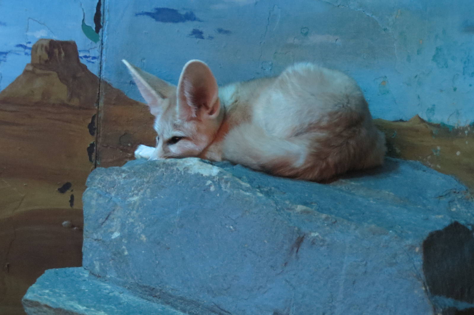Fennec Fox 031215