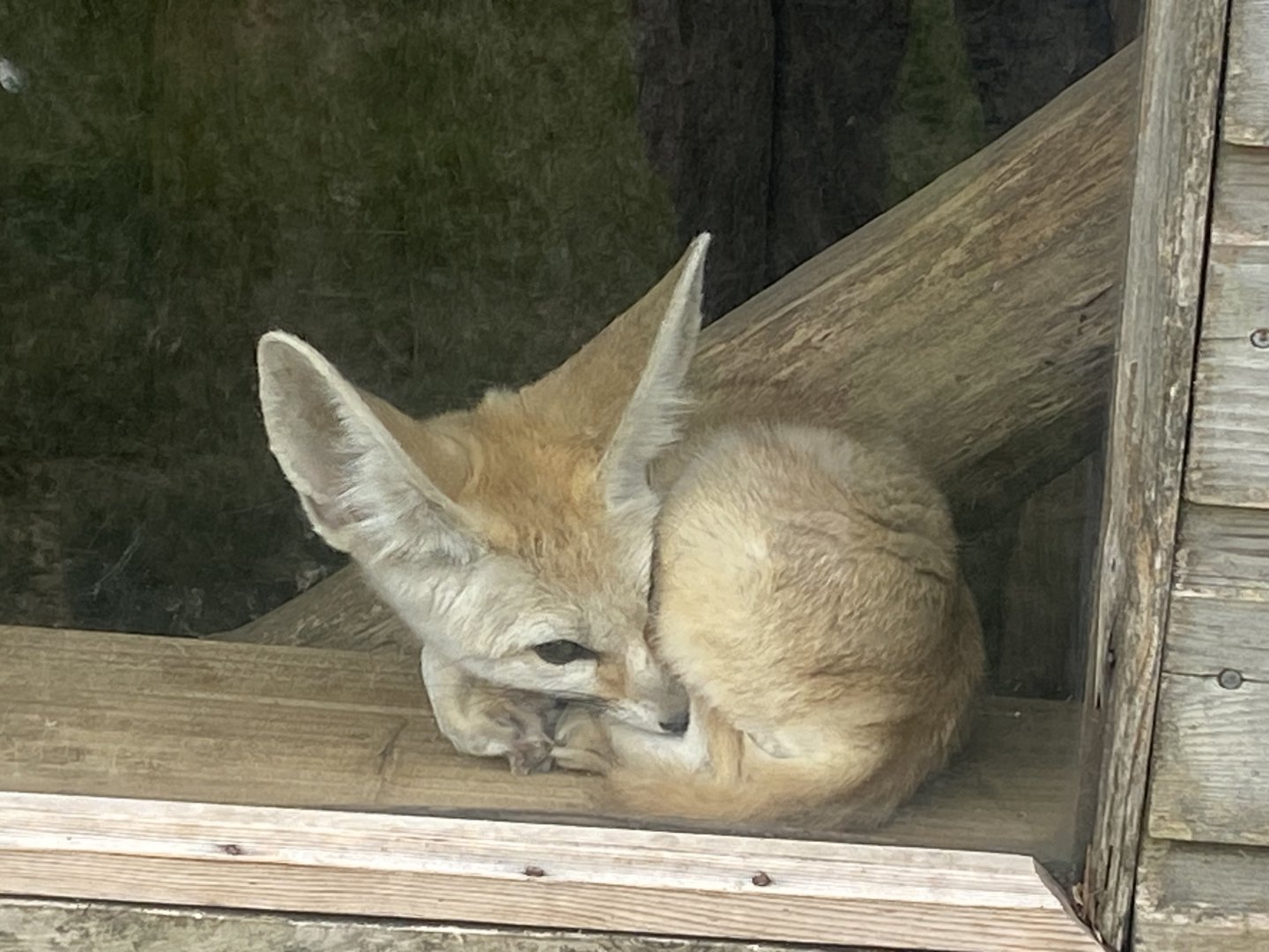 Fennec fox 040824