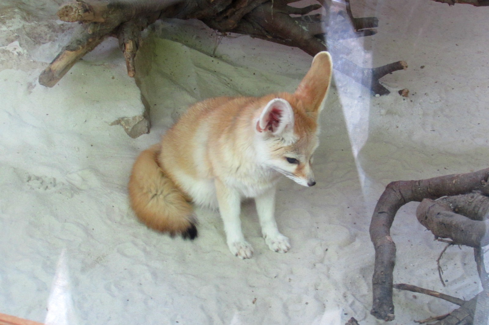 Fennec Fox - 05/2015