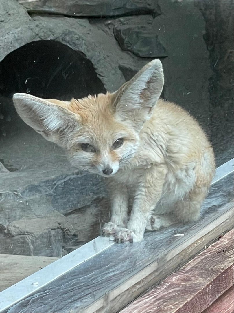 Fennec fox 050625