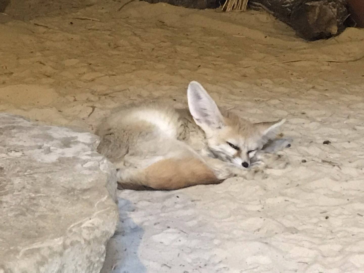 Fennec fox 050819