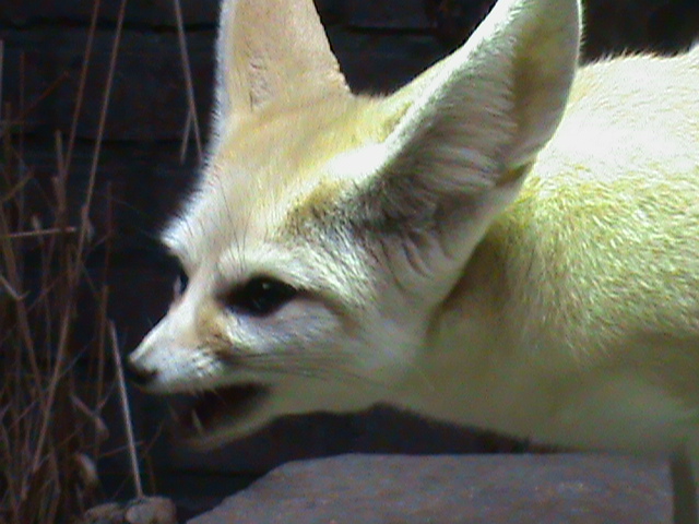 Fennec fox 061110
