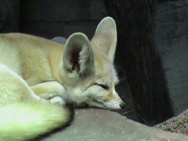 fennec fox 061110
