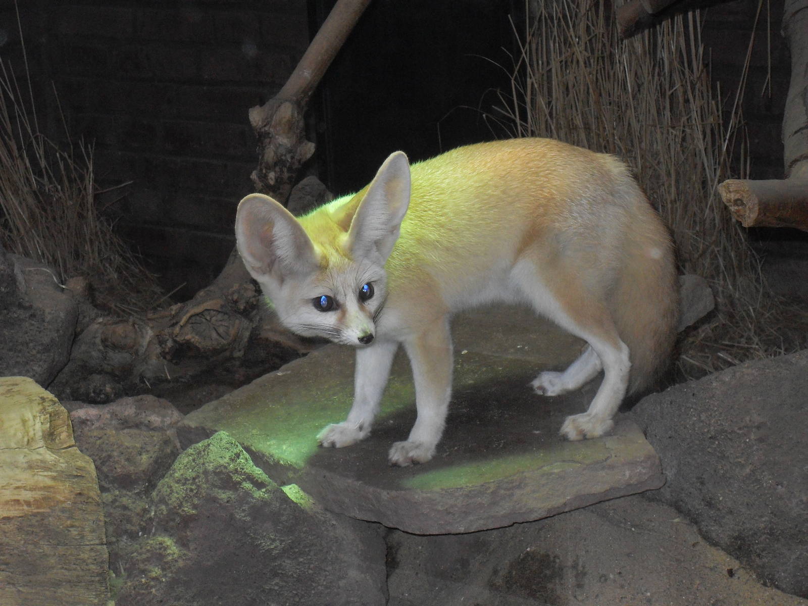 Fennec fox 061110