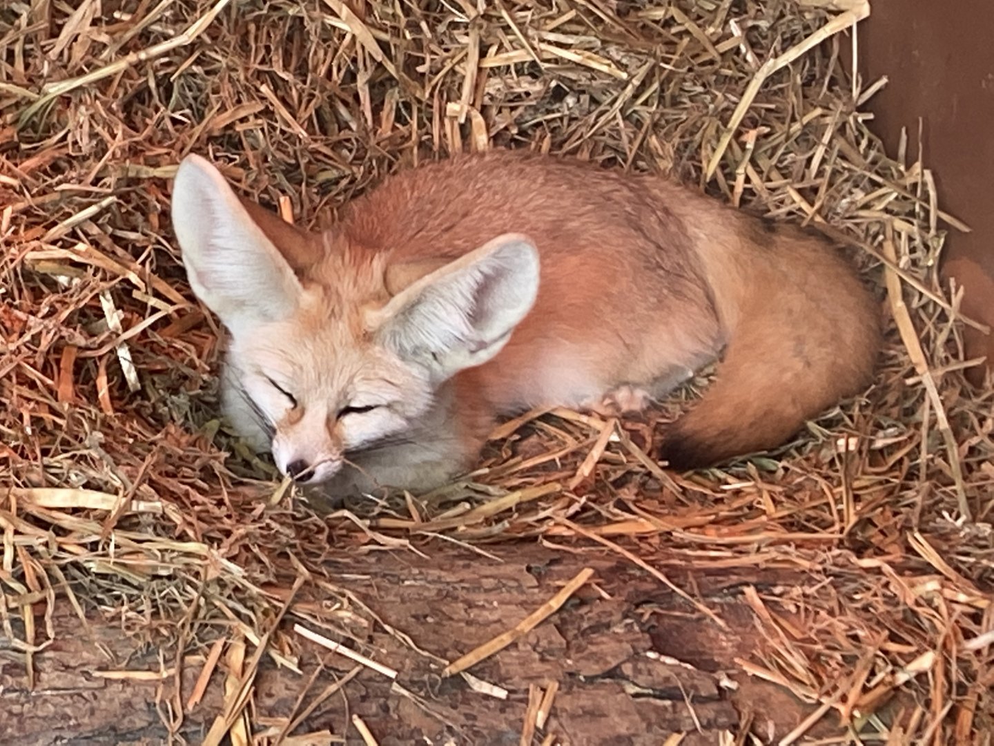 Fennec fox 070320