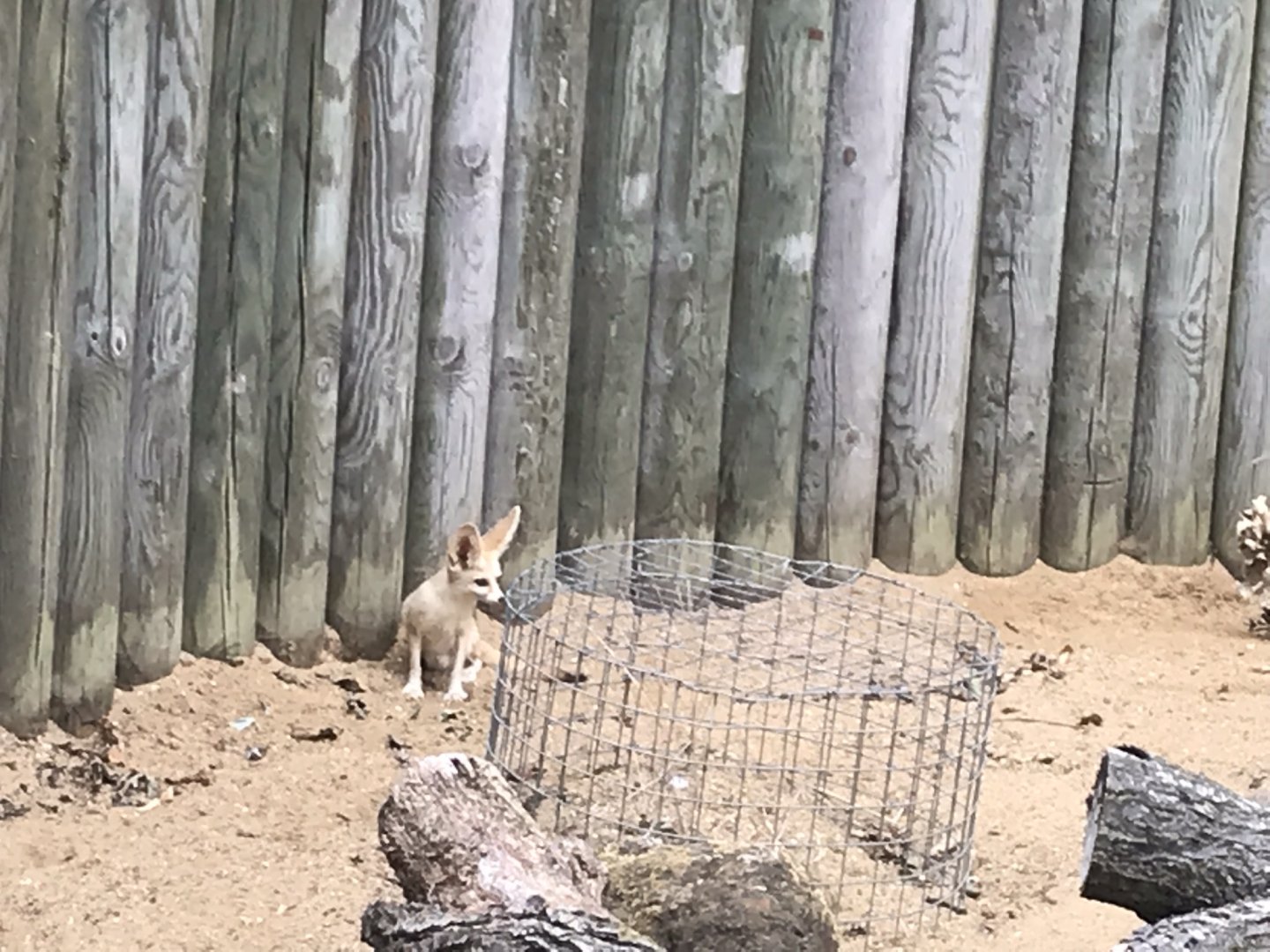 Fennec fox 080818