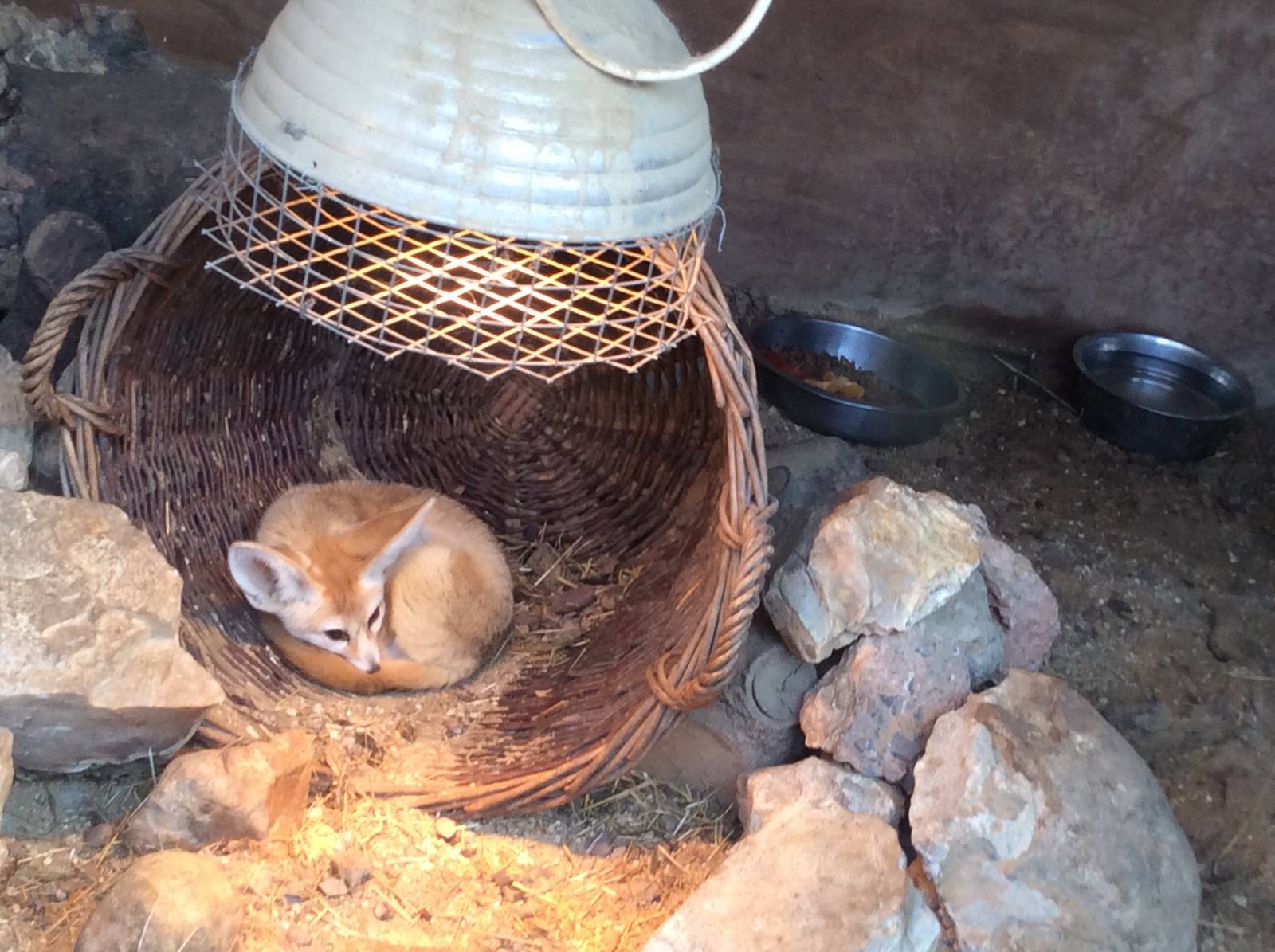 Fennec Fox 090314