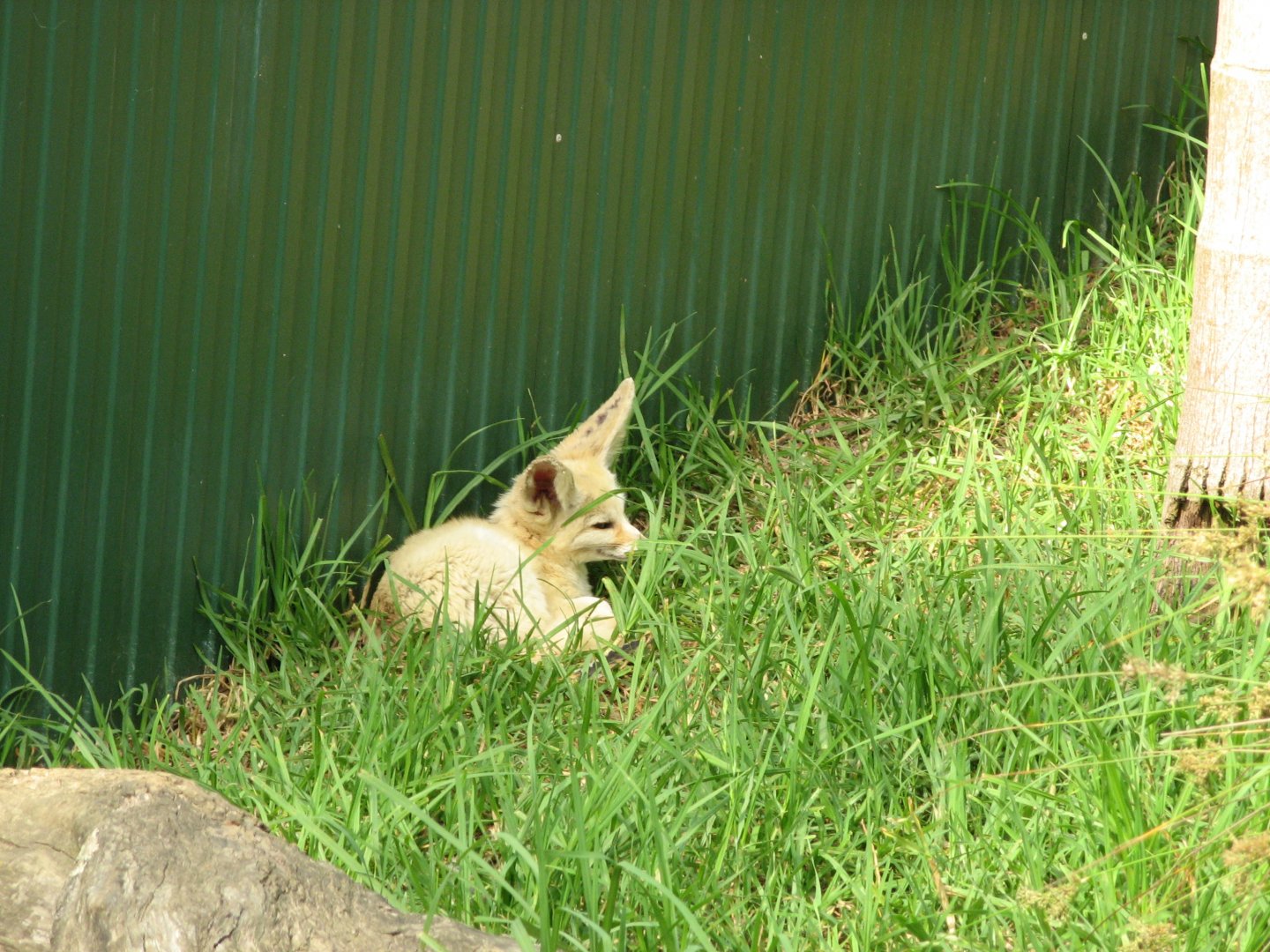 Fennec Fox (2007)