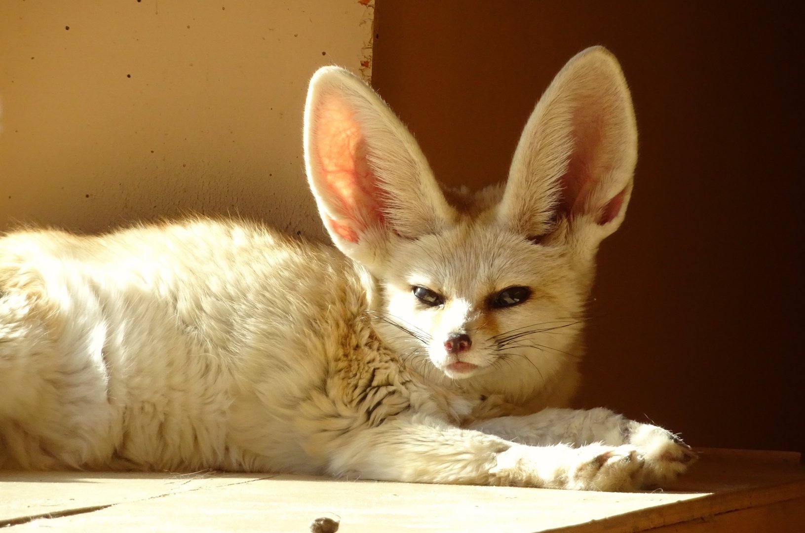 Fennec Fox    22 May 2025