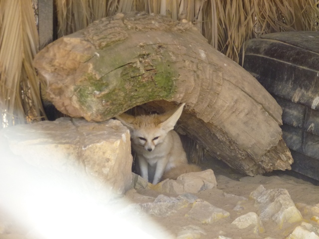 Fennec fox 25.4.13