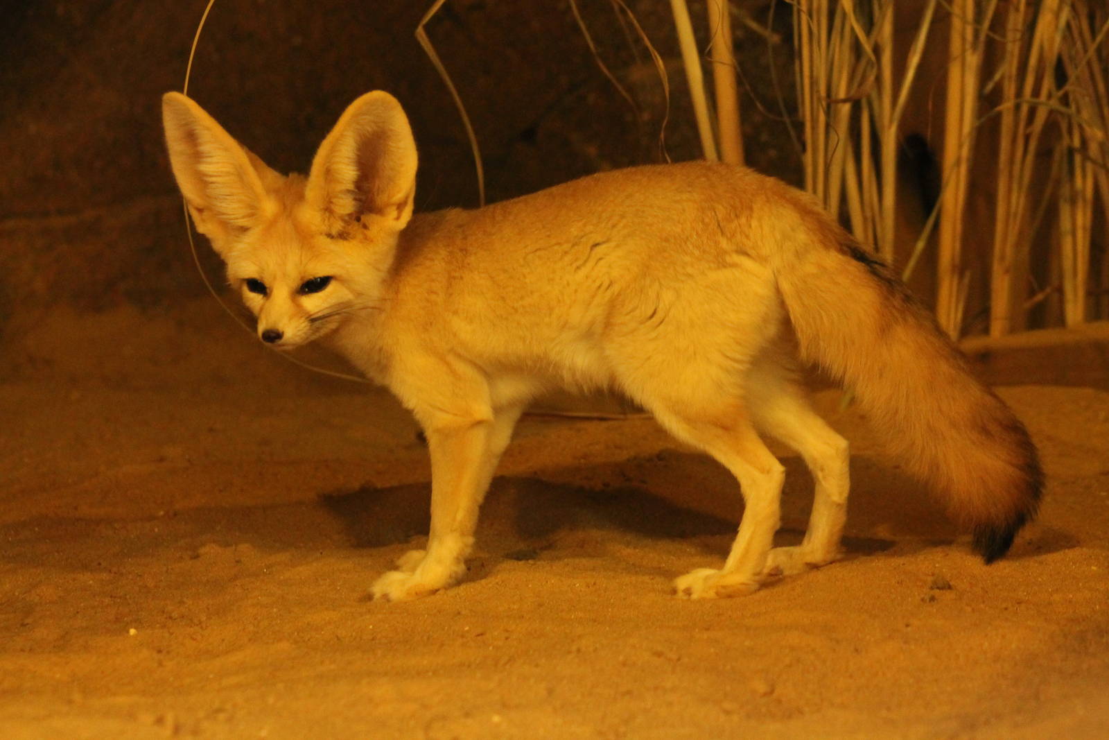 Fennec Fox - 27th September 2015