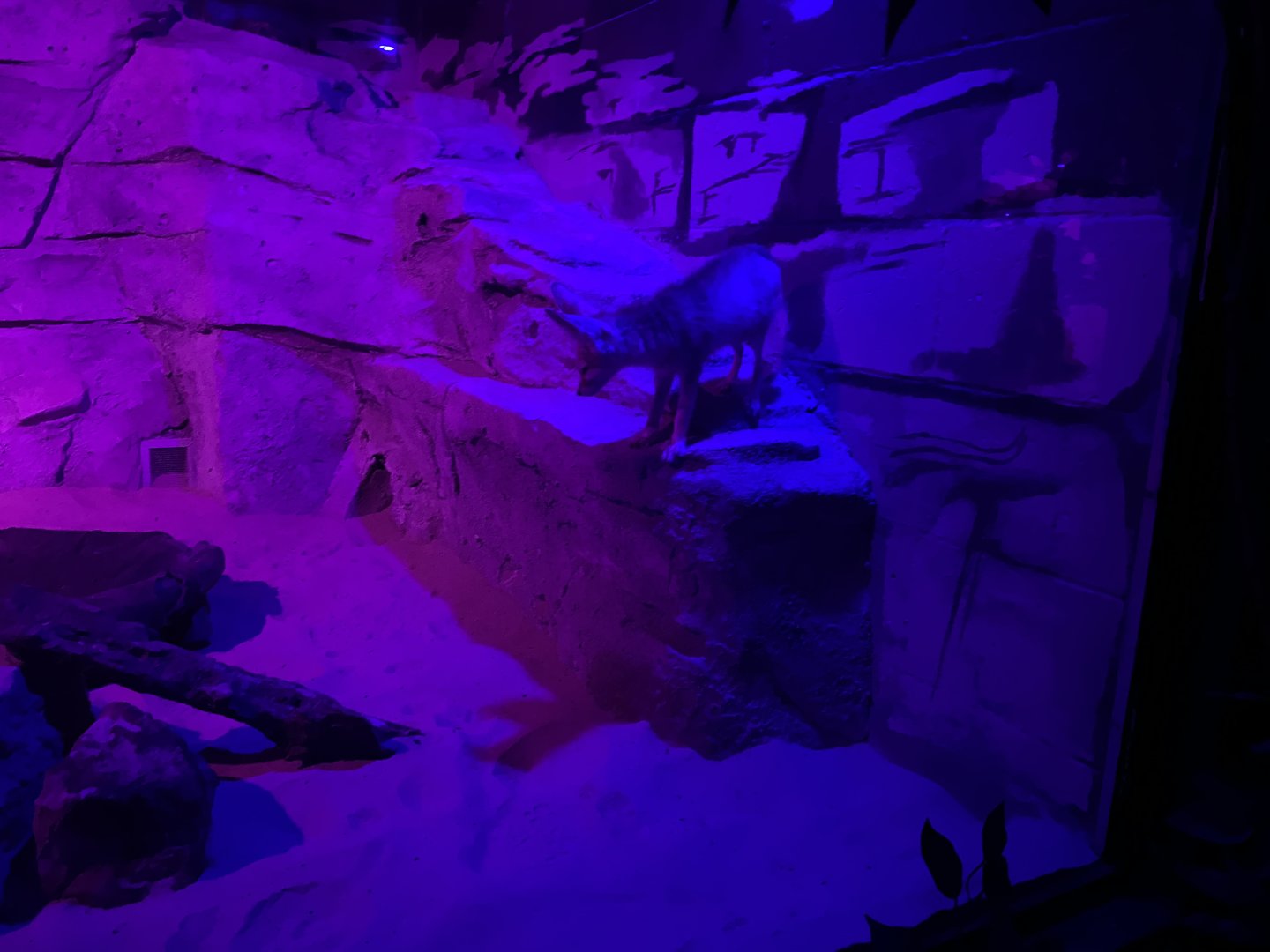 Fennec Fox 7-11-2023