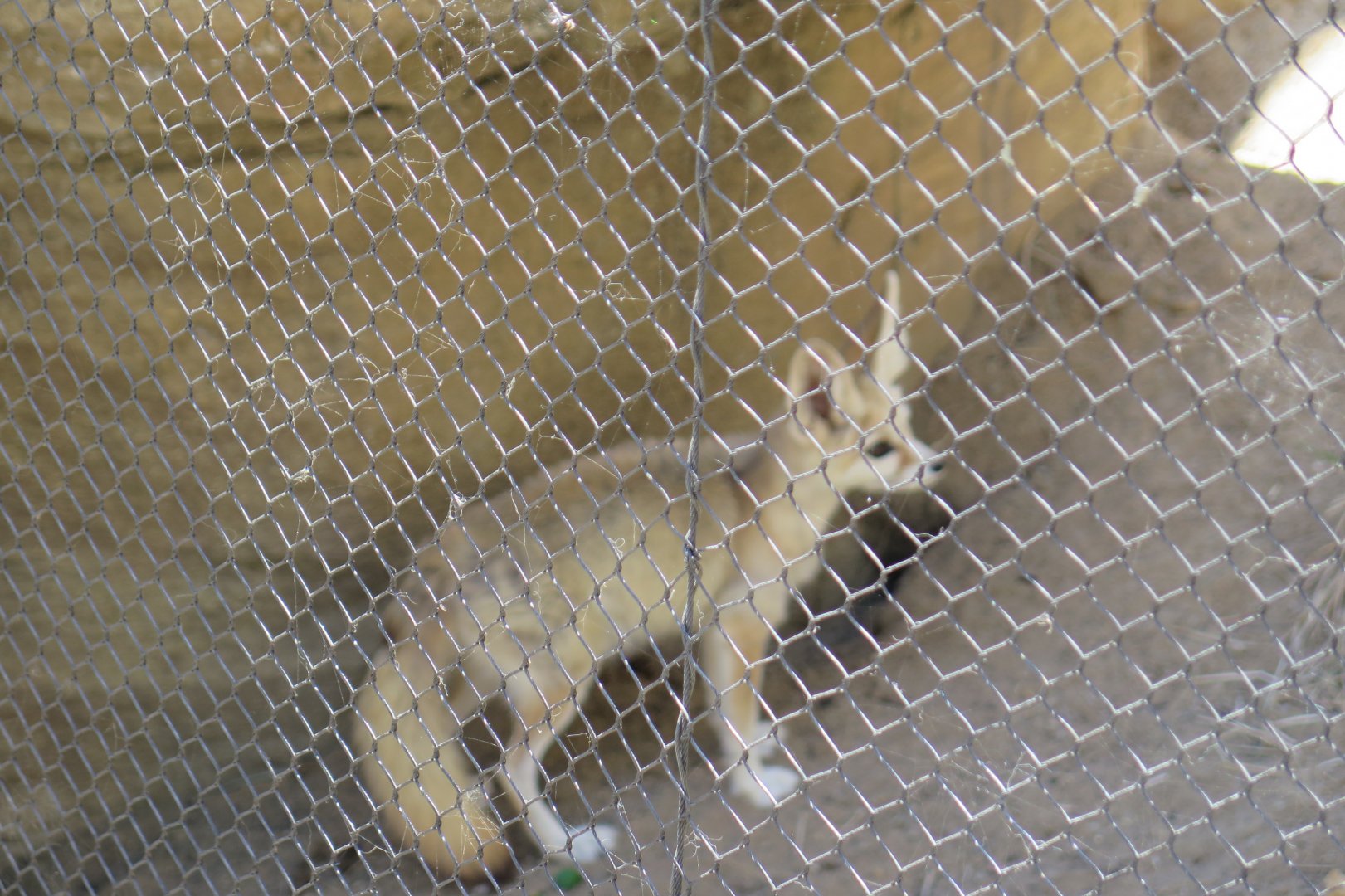 Fennec Fox(8/23/2024)