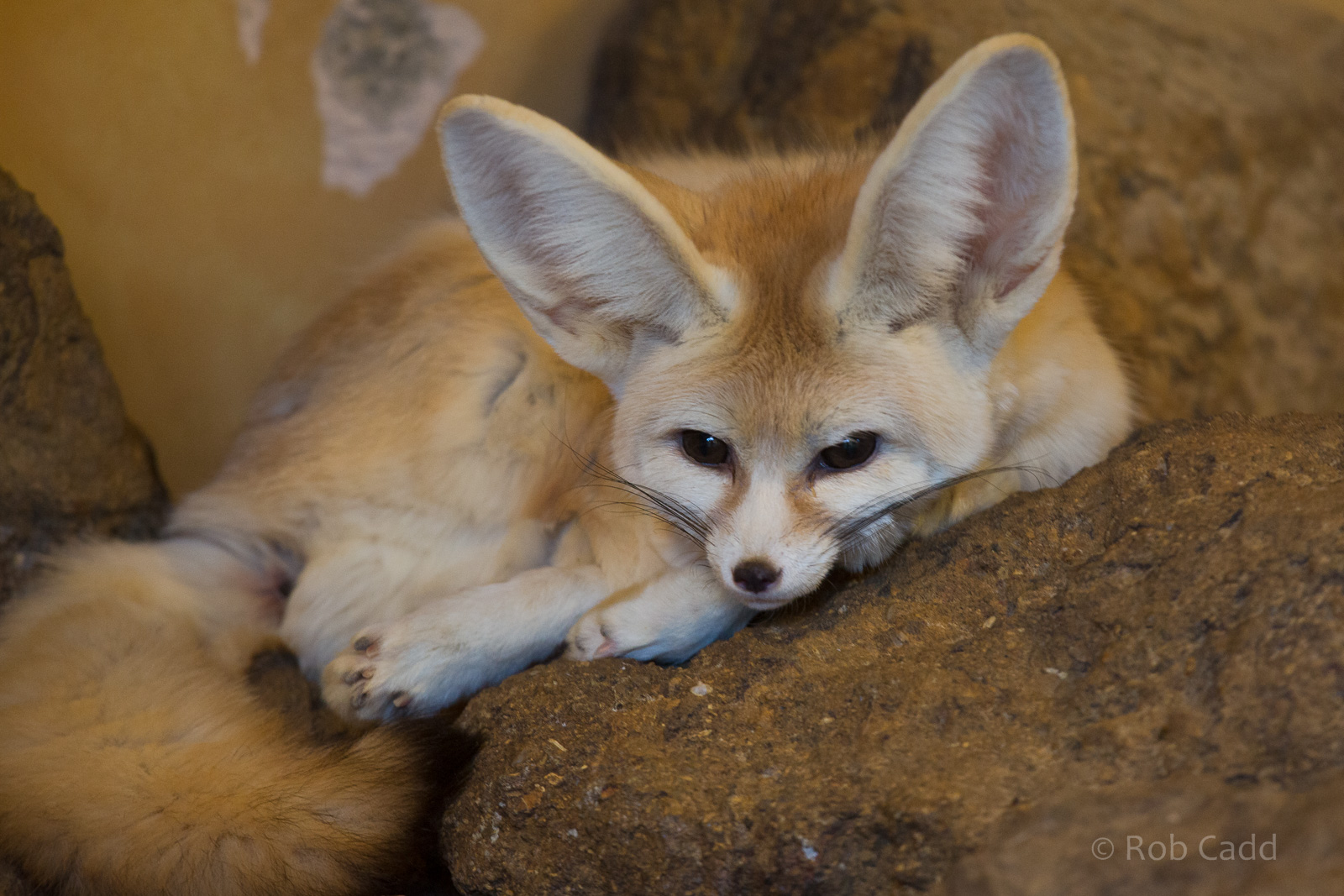 Fennec fox : Africa Alive! : 02 Jan 2015