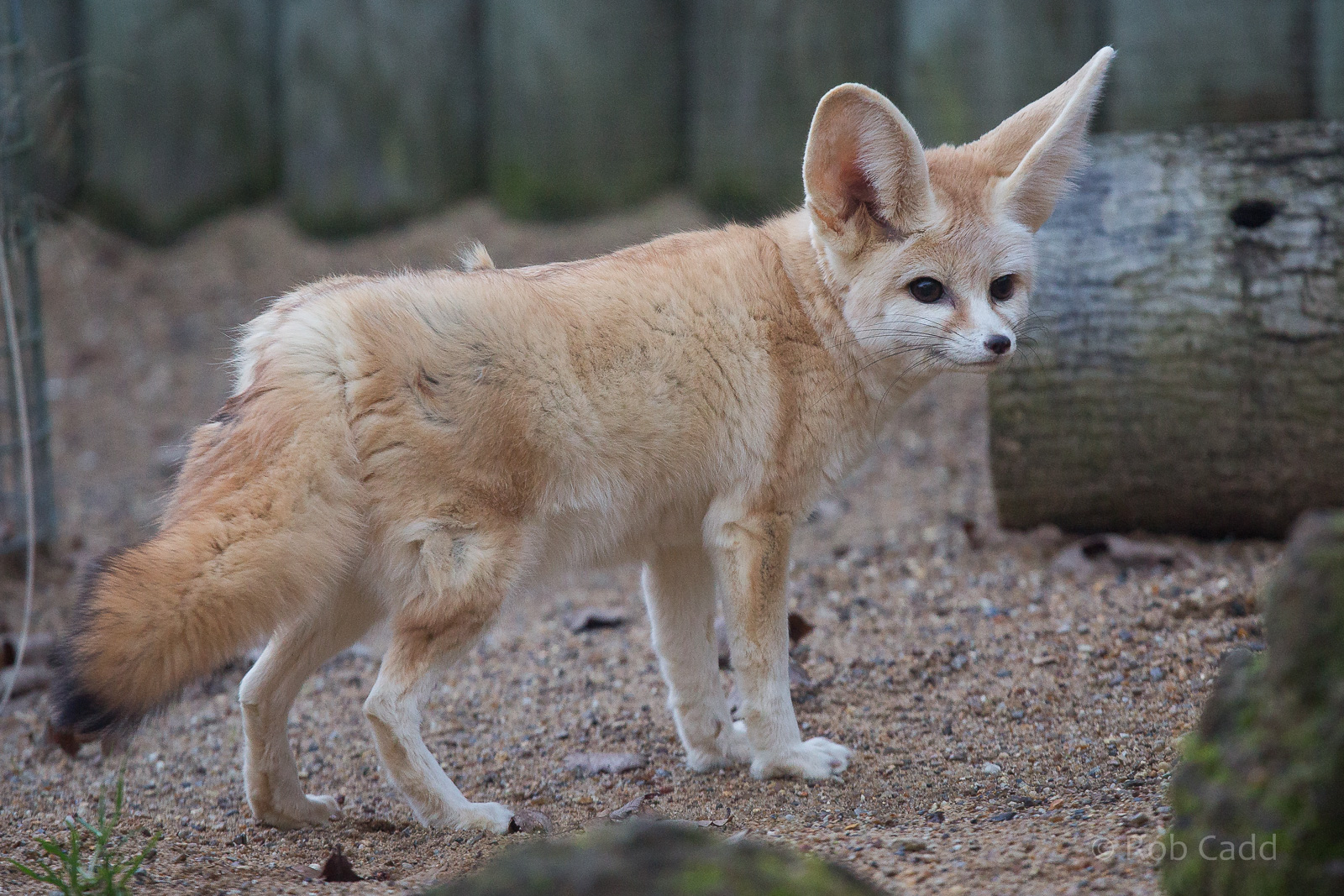 Fennec fox : Africa Alive! : 02 Jan 2015