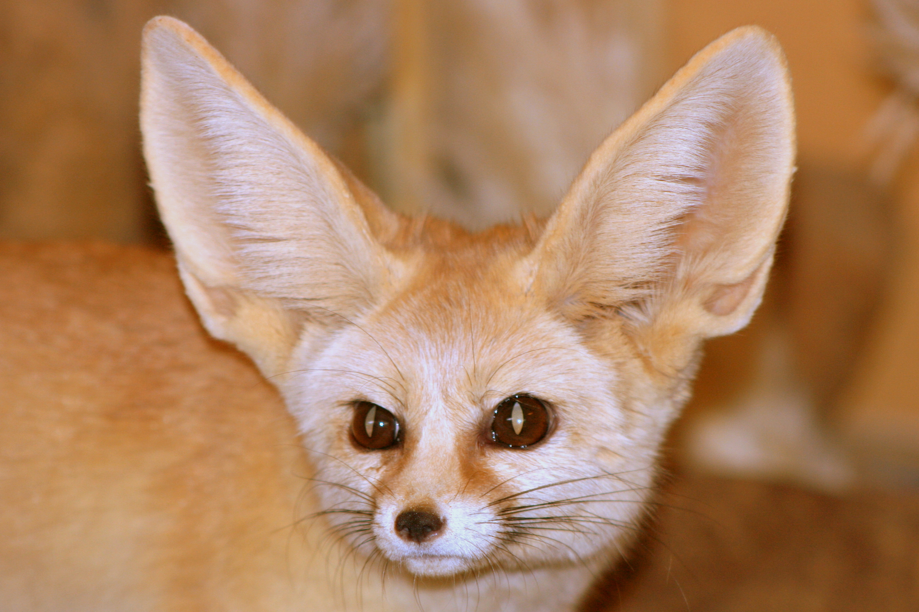Fennec fox; Africa Alive; 1st May 2017