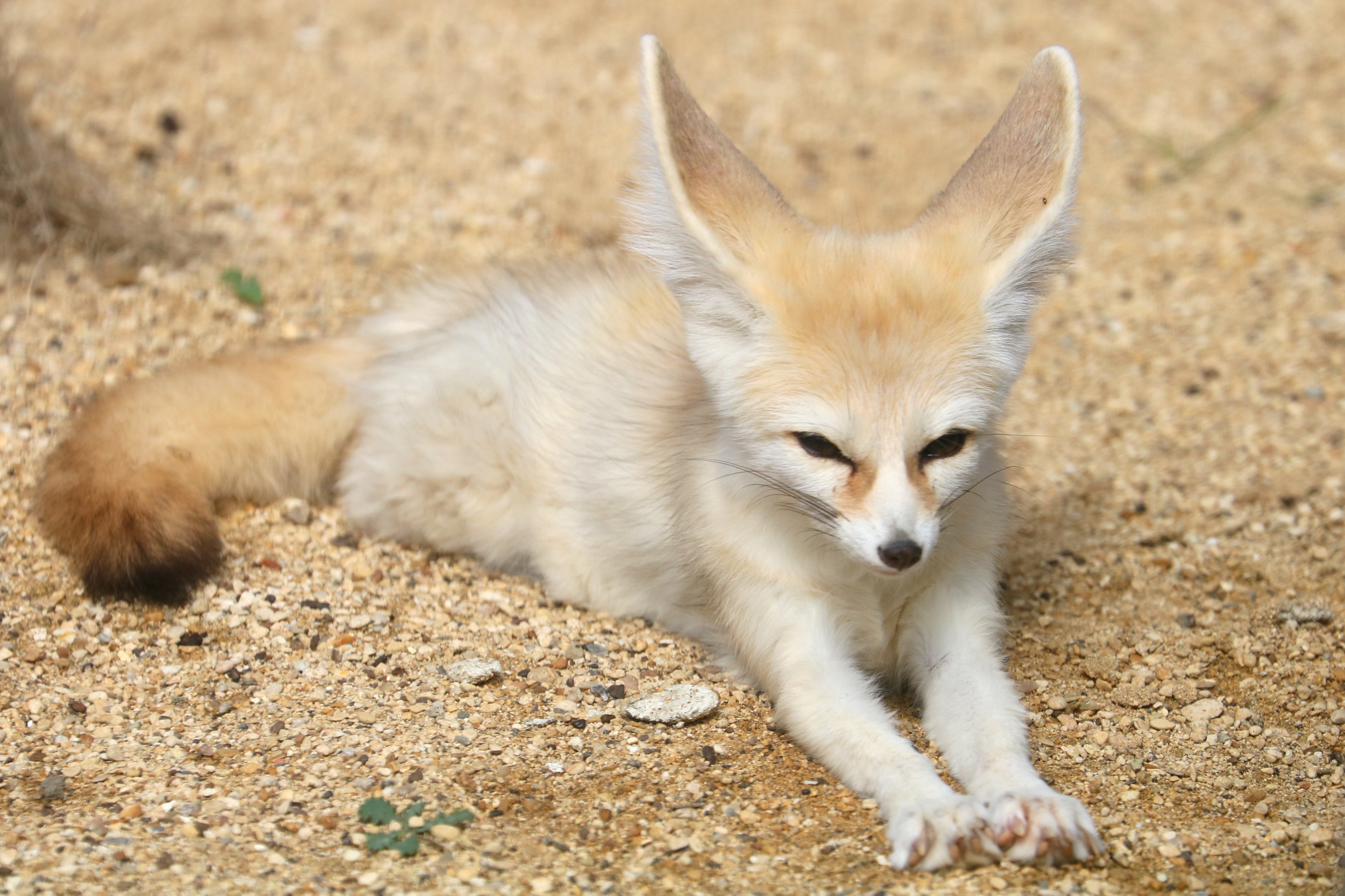 Fennec fox; All Things Wild; 30th August 2019