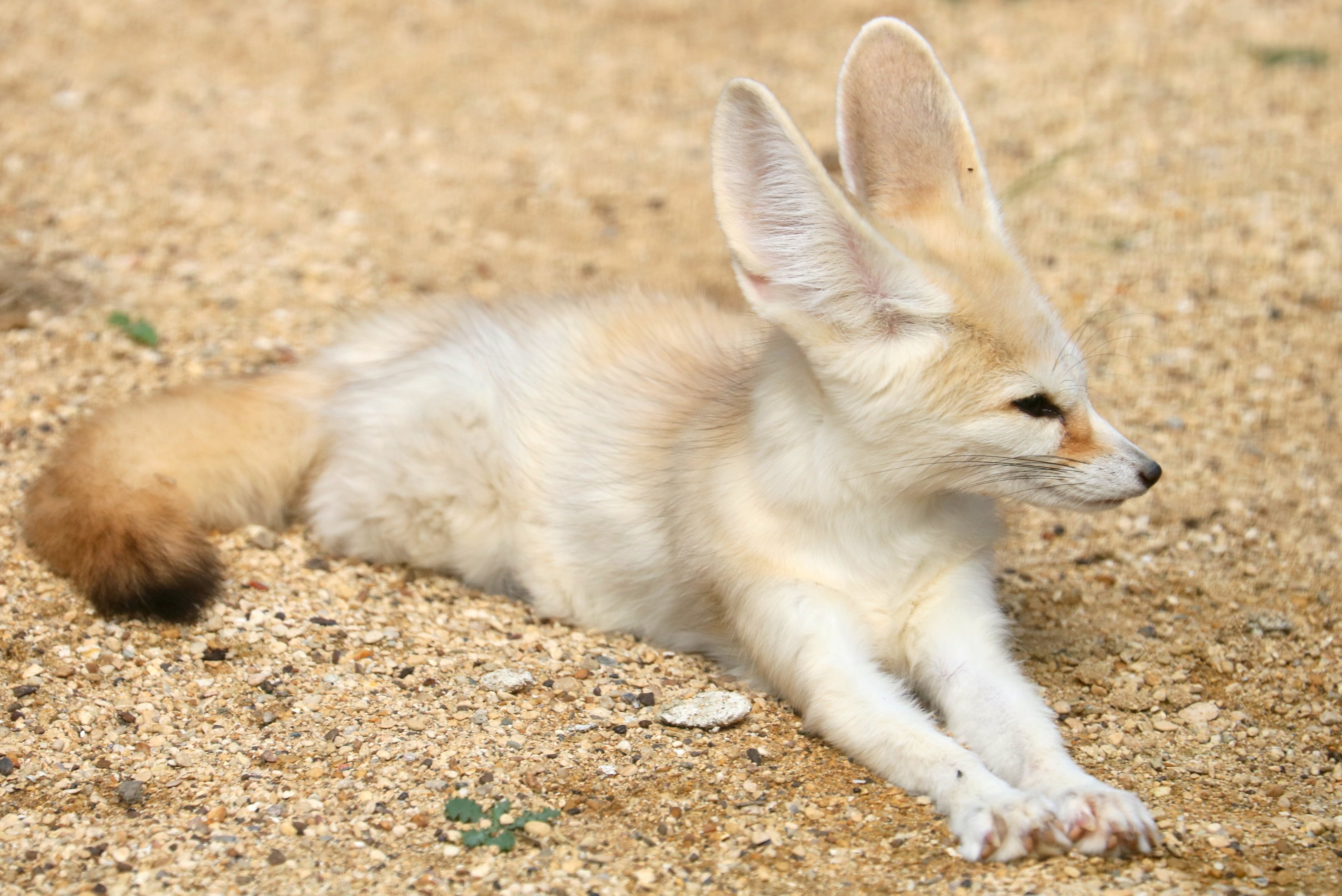 Fennec fox; All Things Wild; 30th August 2019
