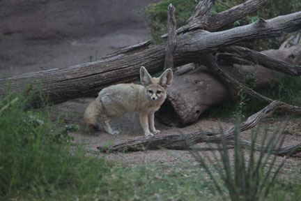 fennec fox at 6:25am