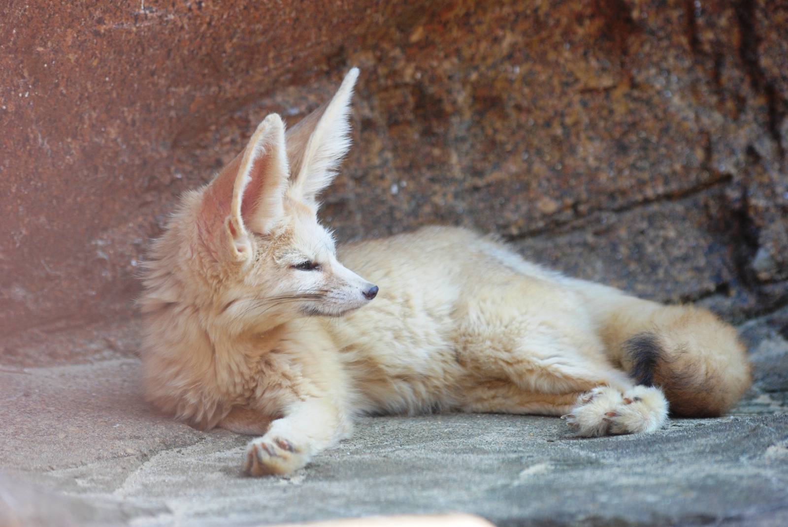 Fennec Fox at Colchester, 28/05/12
