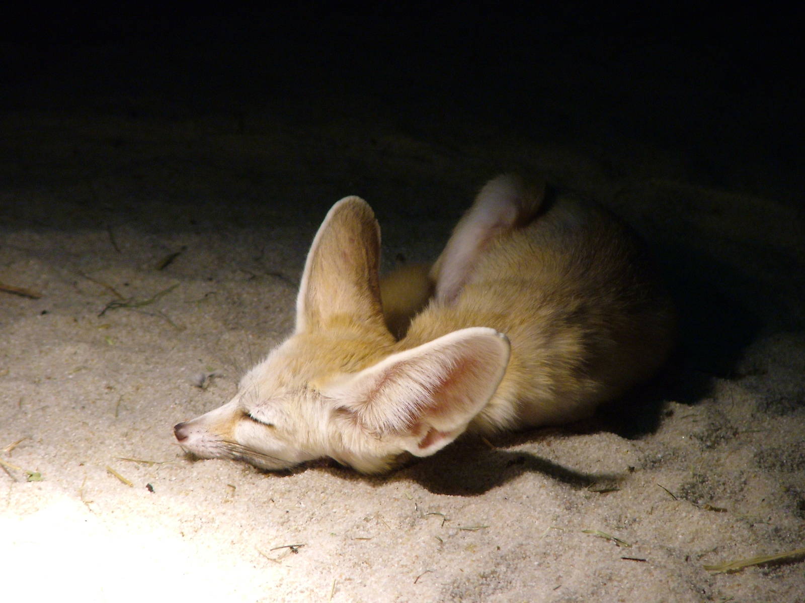Fennec Fox at Olomouc 30/05/10