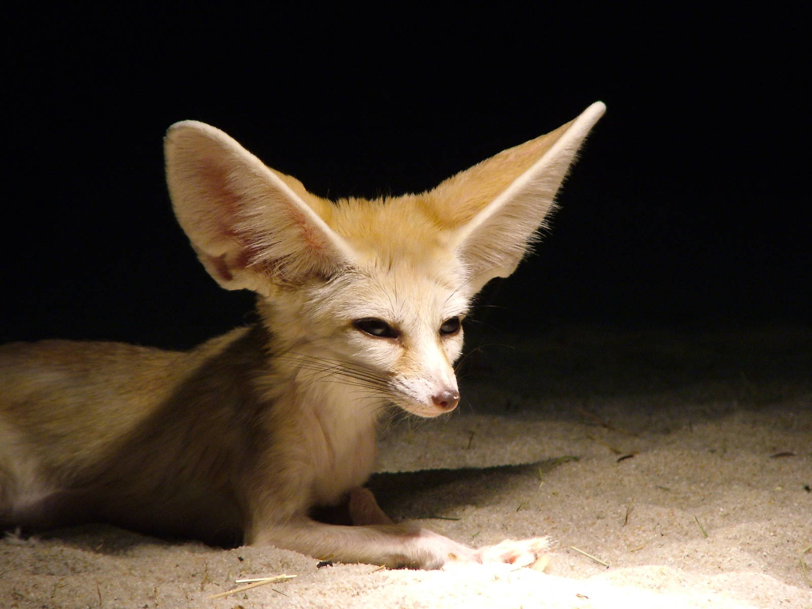 Fennec Fox at Olomouc 30/05/10