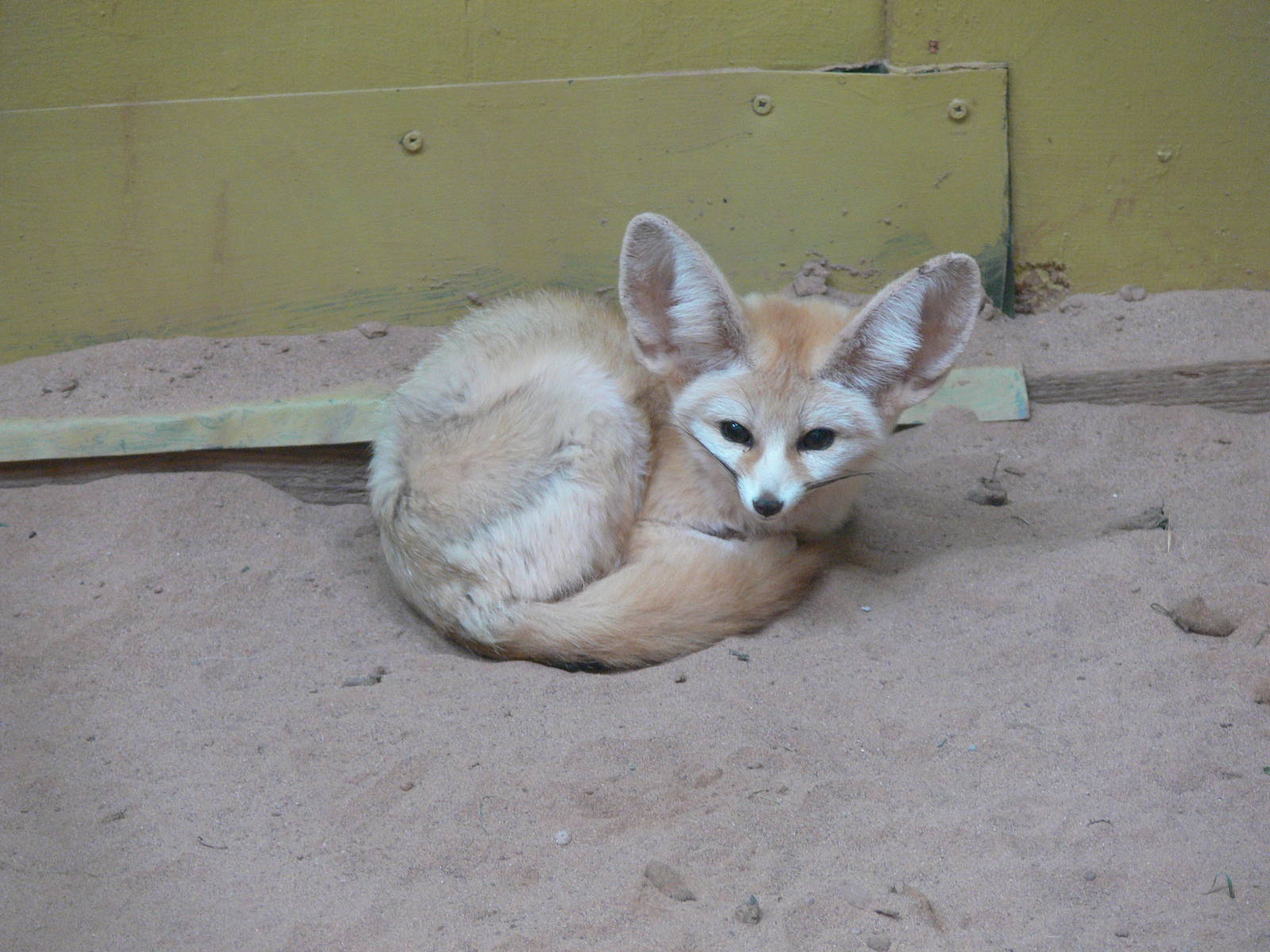 Fennec Fox at South Lakes, 04/07/14