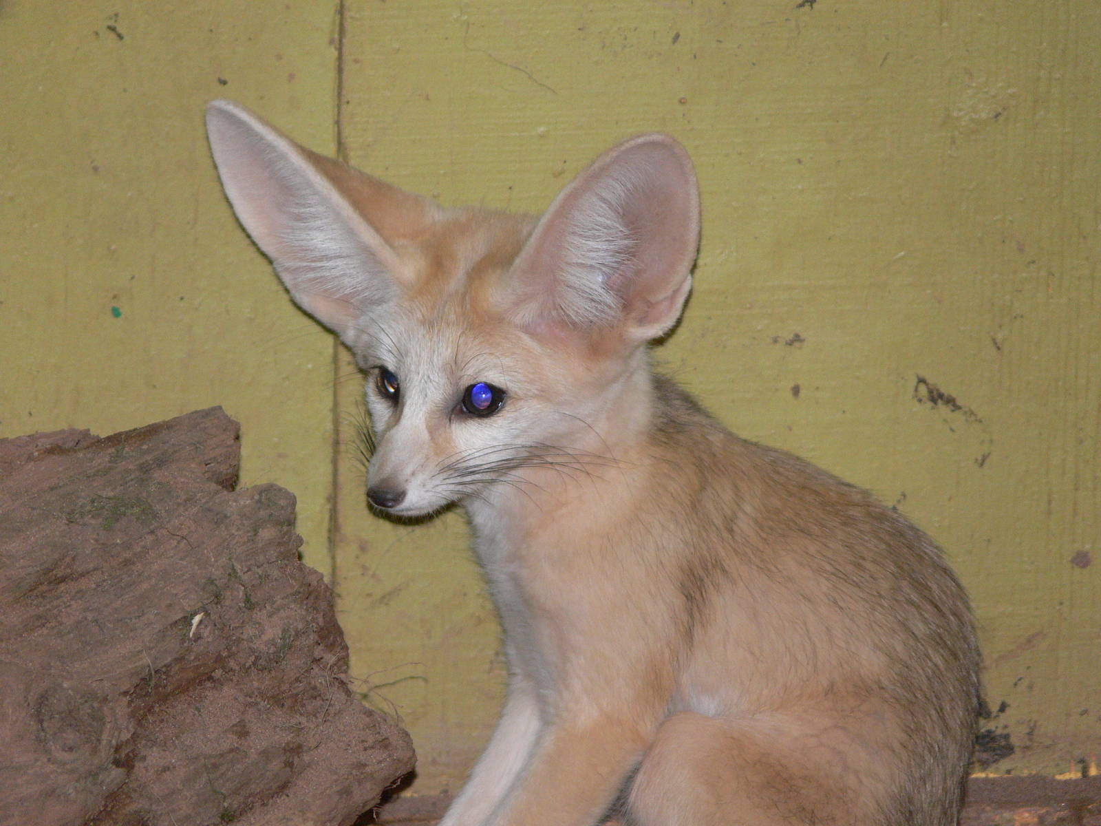 Fennec Fox at South Lakes WAP 24/11/12
