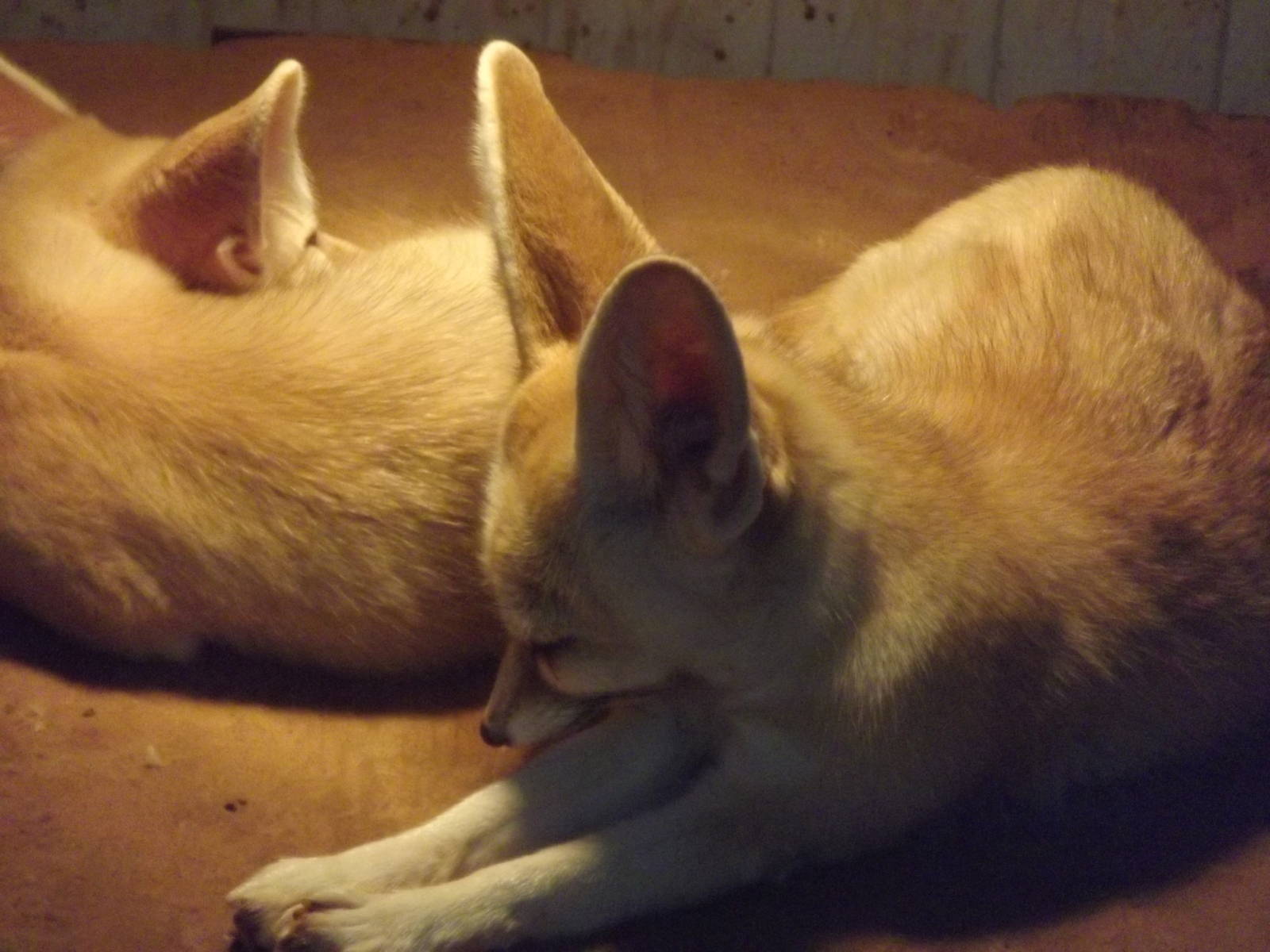 Fennec fox at South Lakes WAP 26/11/11