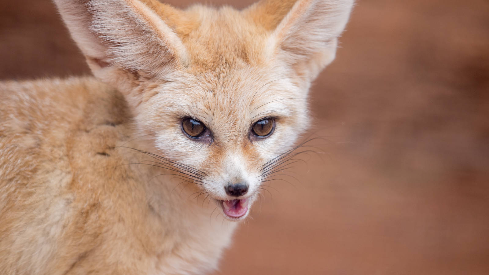 Fennec Fox braves the cold at winter feeding time