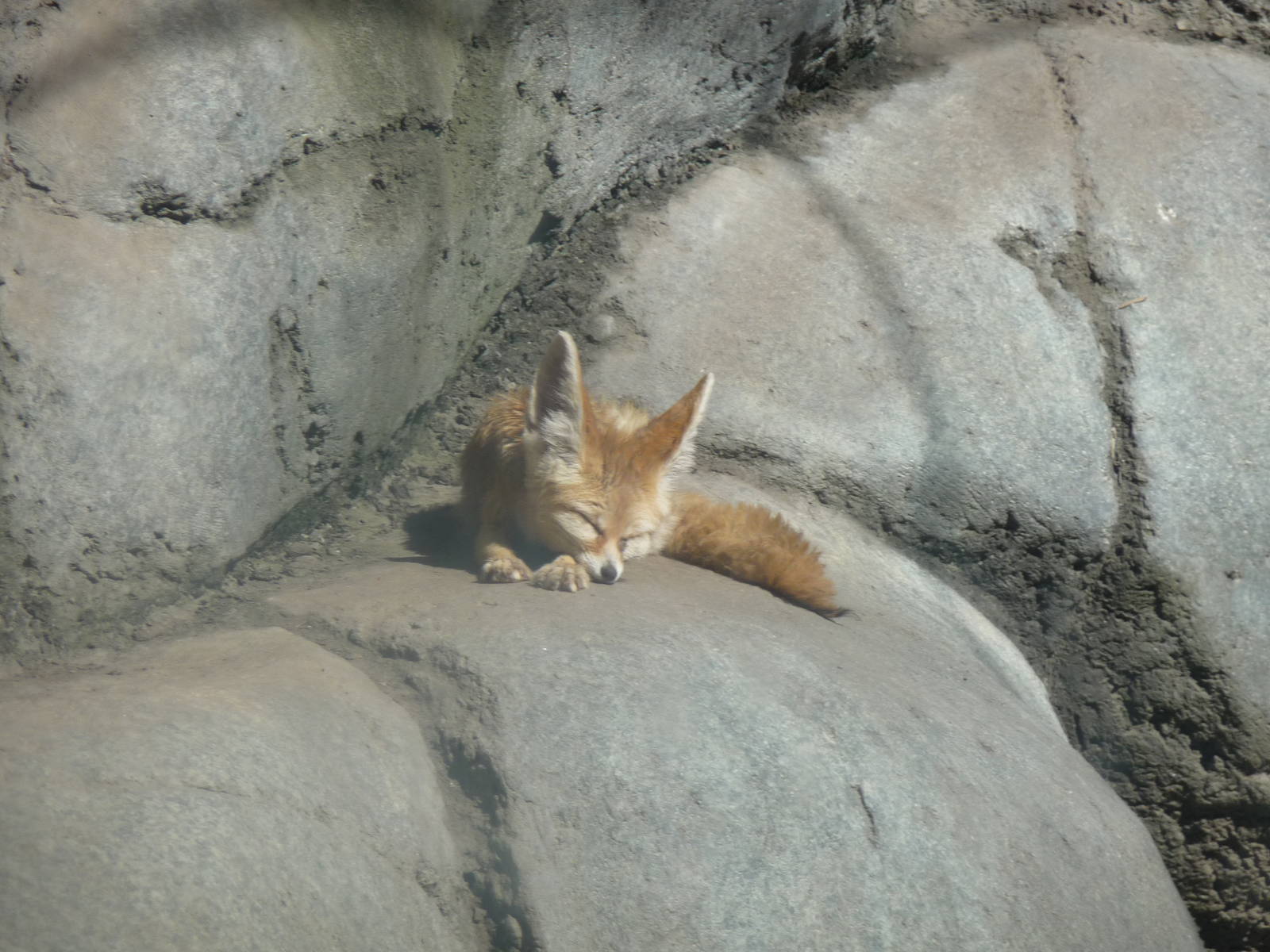 fennec fox  chapultepec zoo
