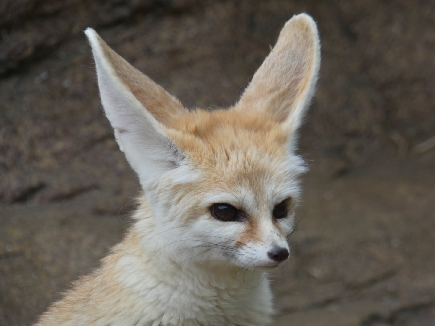 Fennec fox close-up