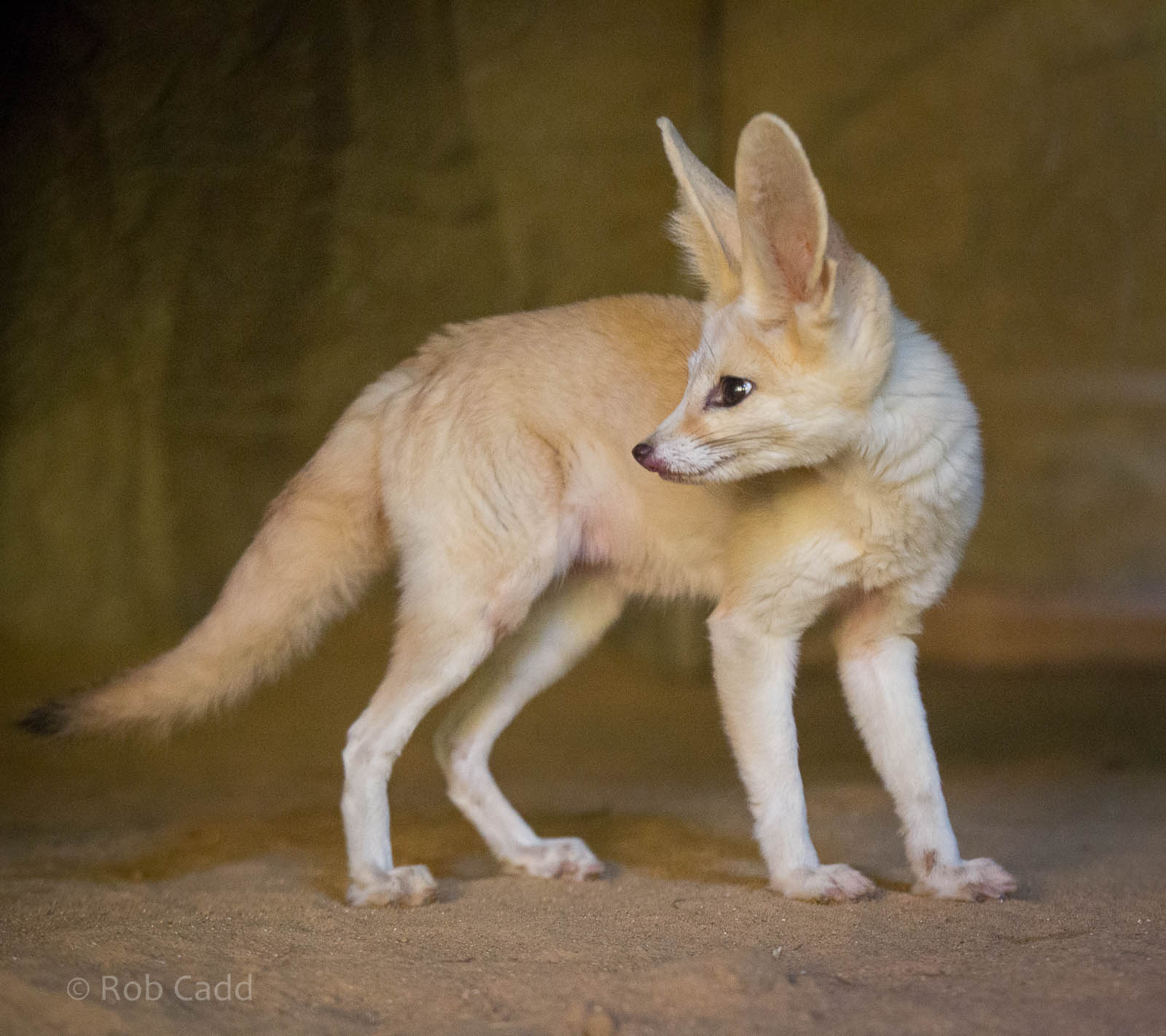 Fennec fox : Colchester : 18 Oct 2014