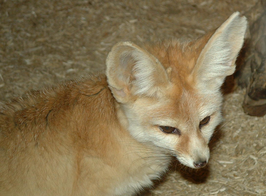 Fennec Fox - Colchester 2006