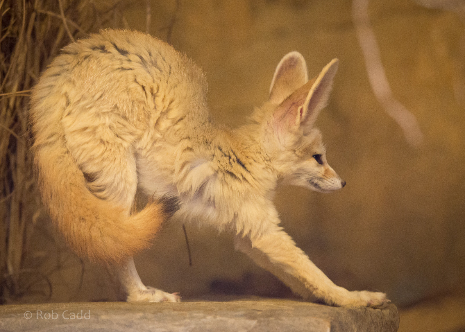 Fennec fox : Colchester : 22 Aug 2014