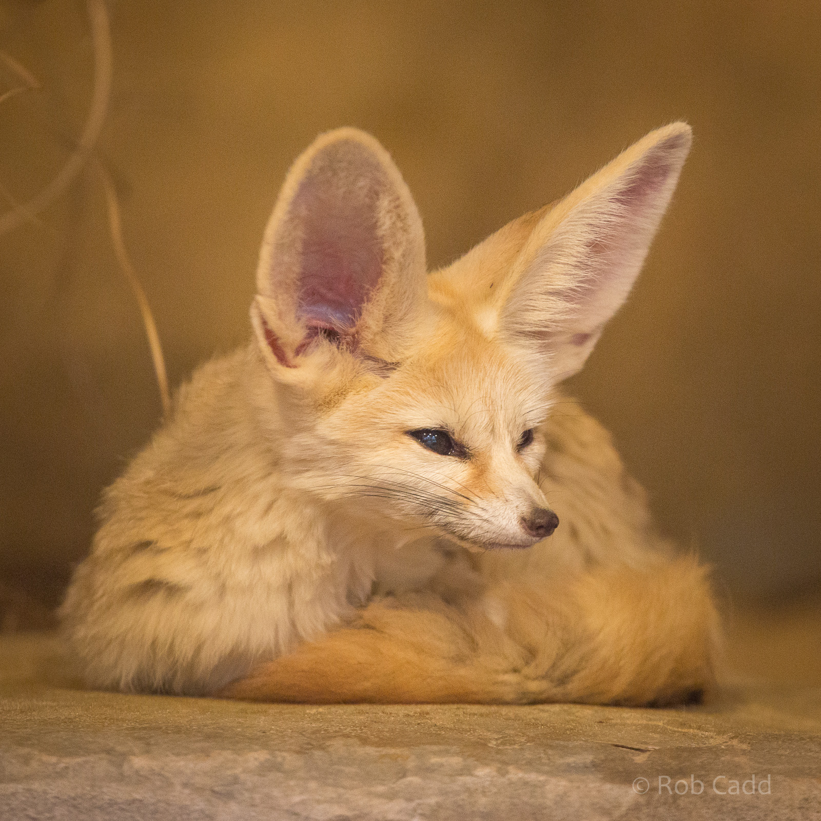 Fennec fox : Colchester : 22 Aug 2014