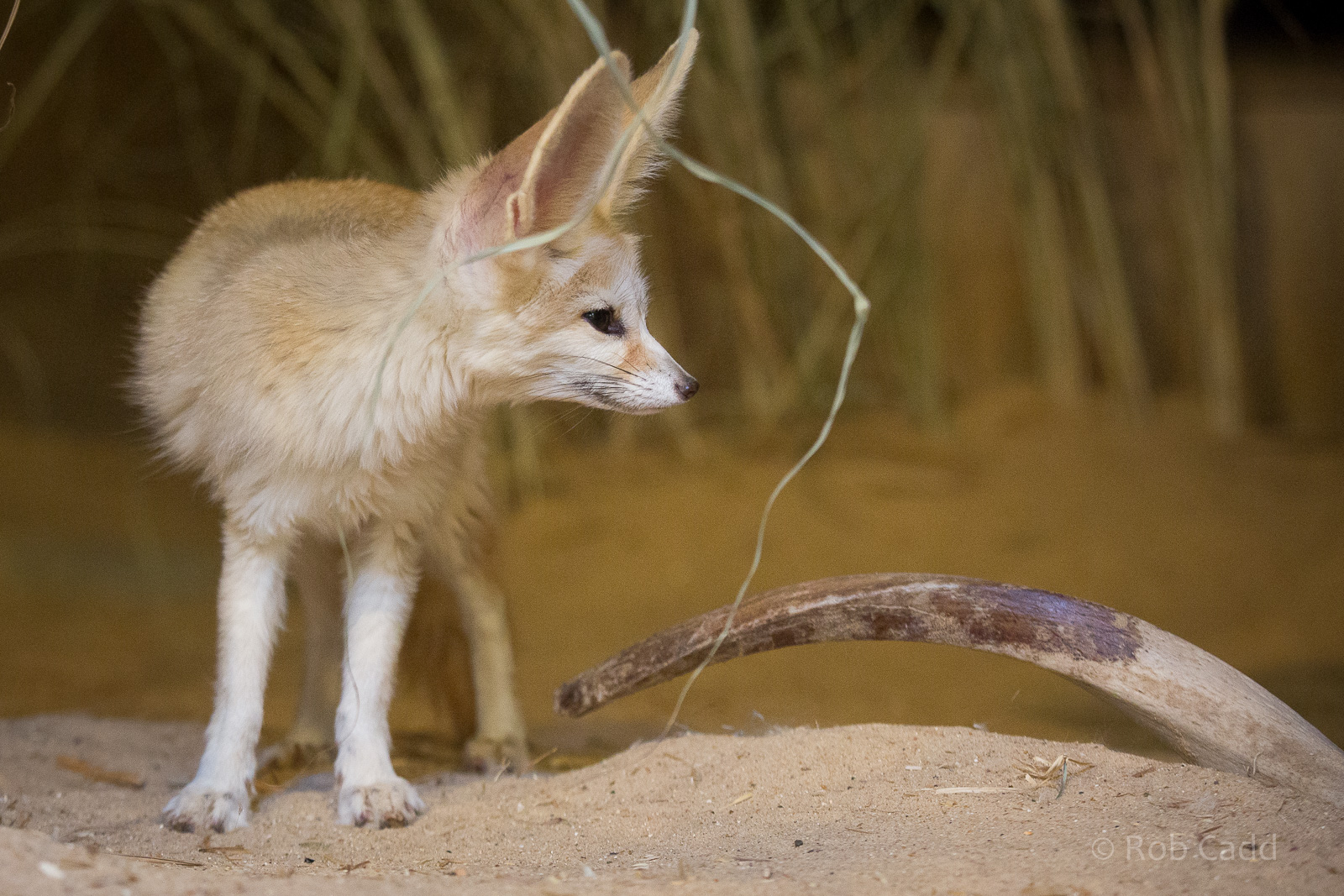 Fennec fox : Colchester : 22 Aug 2014