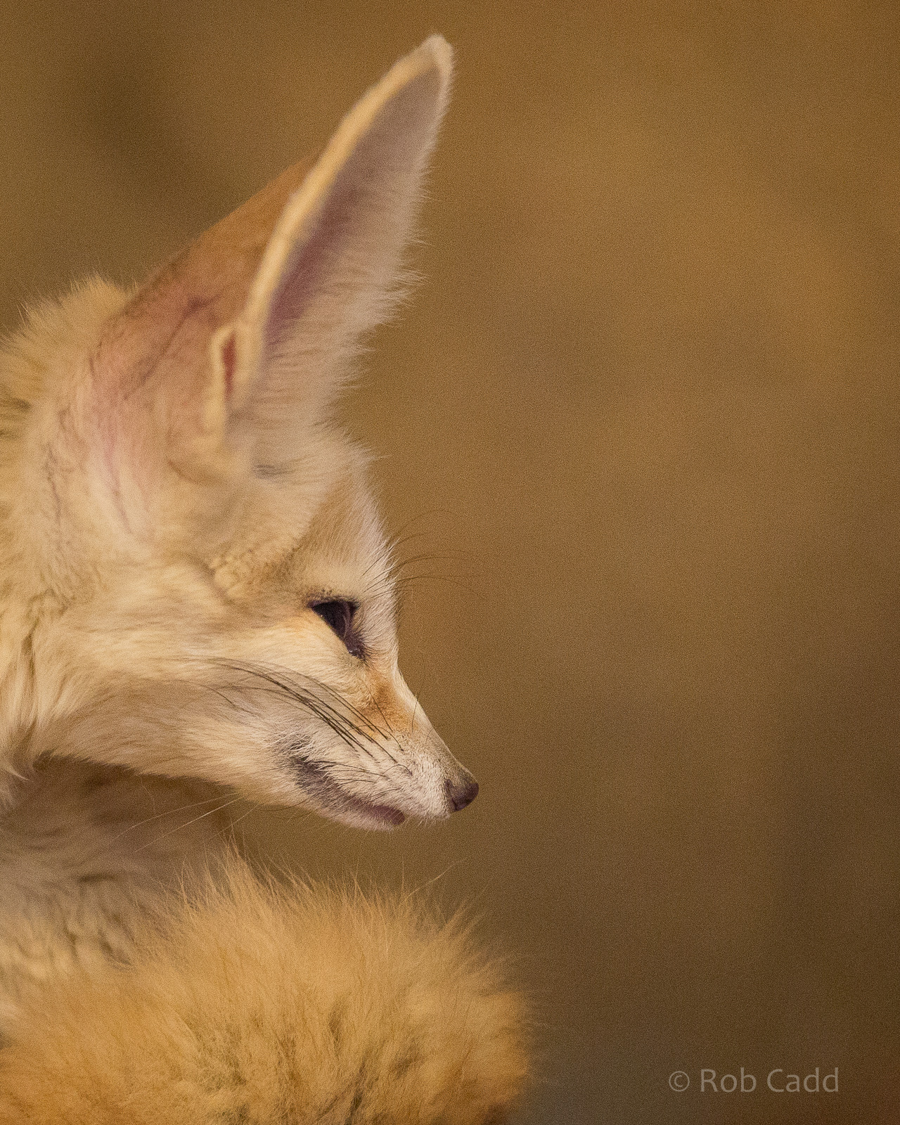 Fennec fox : Colchester : 22 Aug 2014