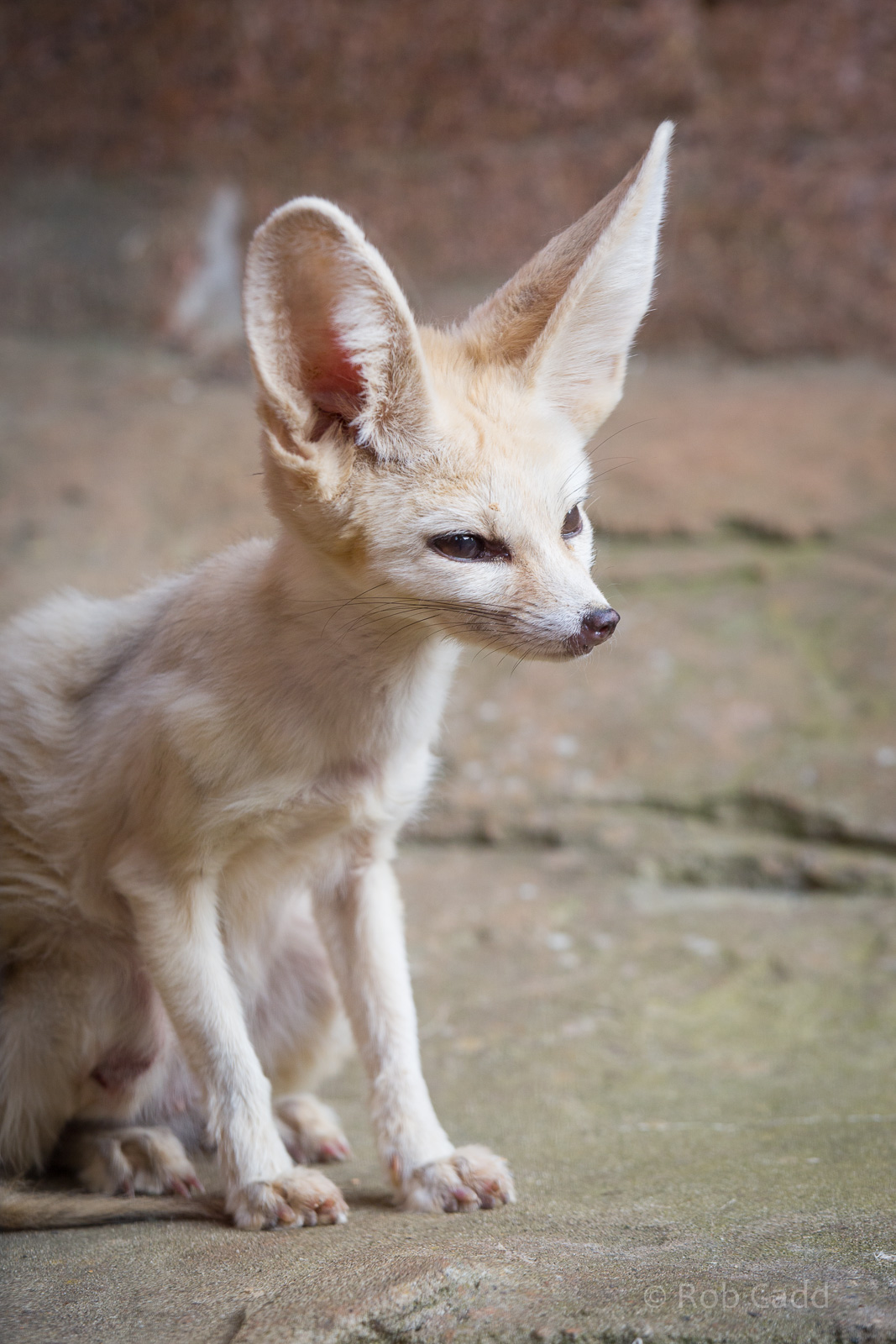 Fennec fox : Colchester : 22 Aug 2014