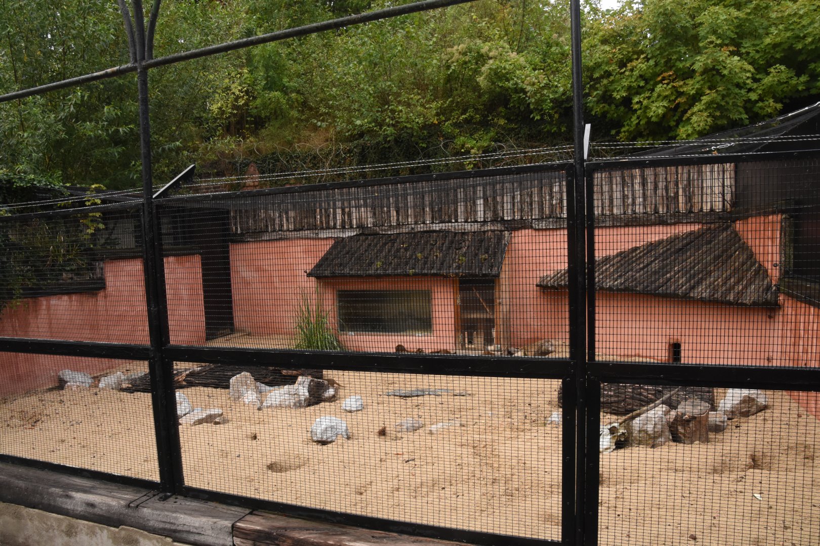 Fennec Fox & Dwarf Mongoose enclosure