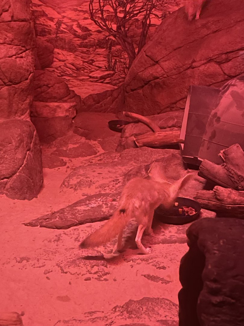 Fennec Fox eating dinner