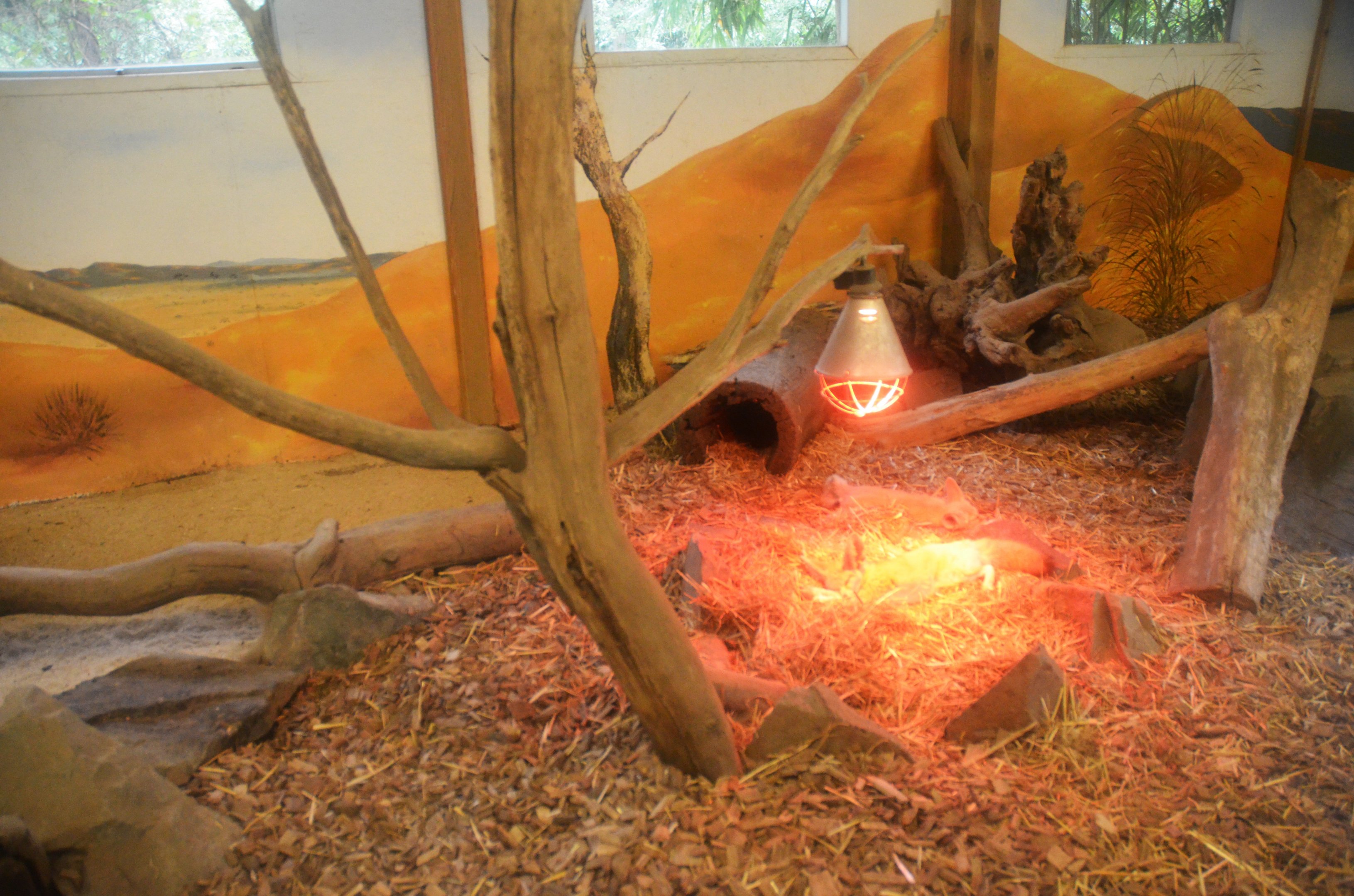 Fennec Fox Enclosure at La Flèche, 11/06/18