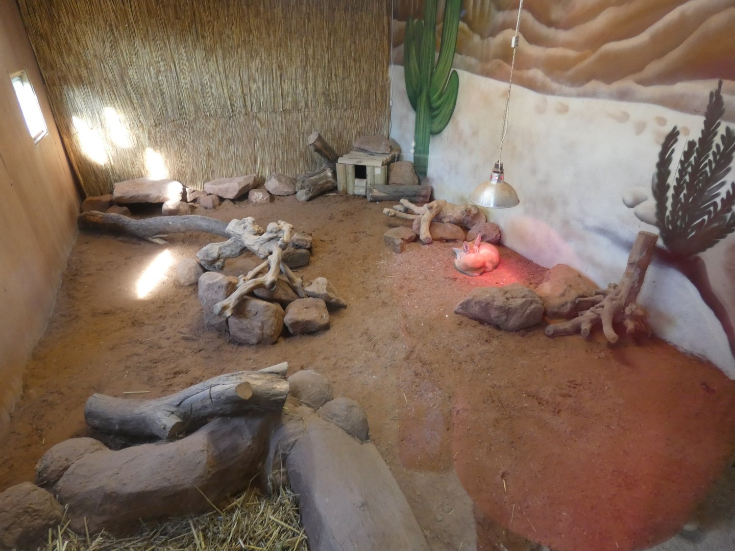 Fennec Fox enclosure in the Desert House
