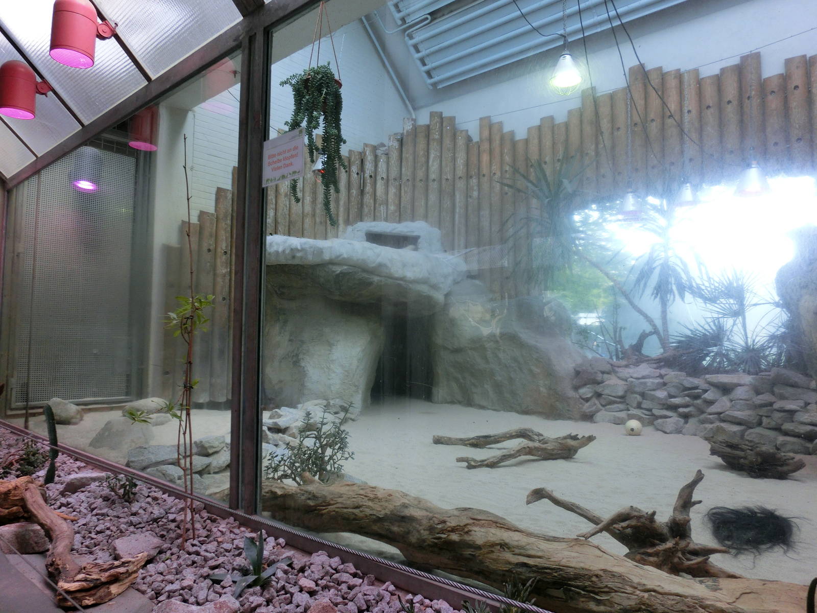 fennec fox enclosure - Karlsruhe Zoo