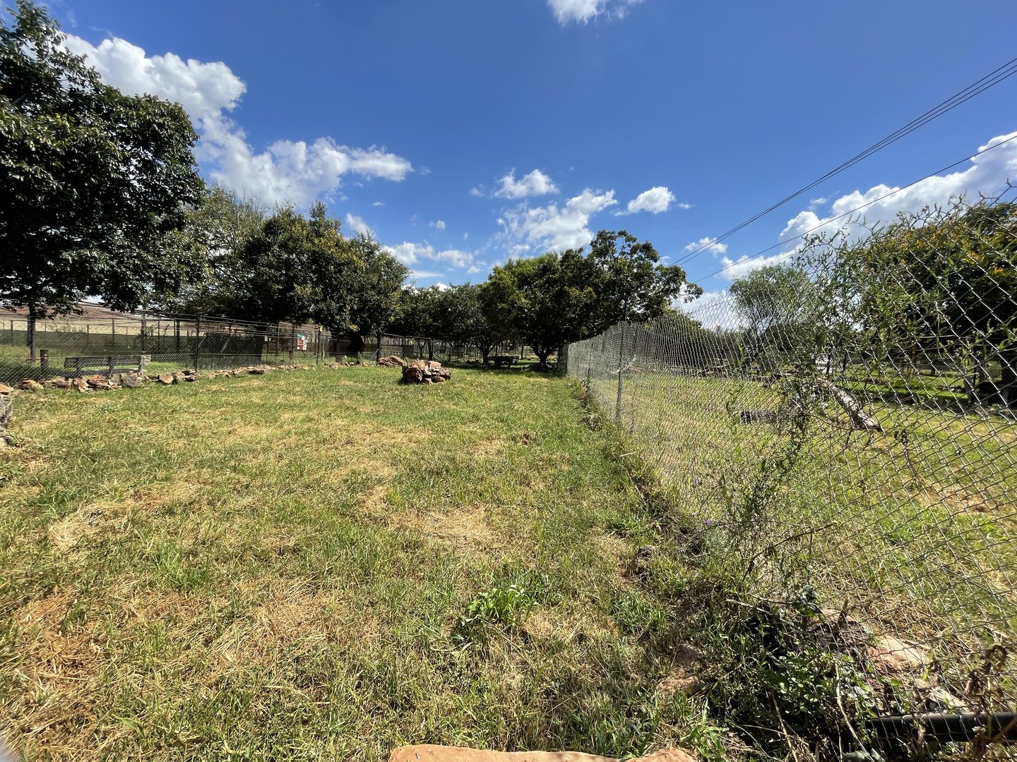 Fennec Fox Enclosure (Vulpes zerda)